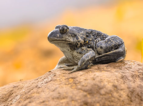 Eastern spadefoot toad sandy soil habitat and burrowing behavior