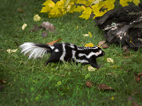 Eastern Spotted Skunk black and white markings