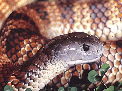 Eastern tiger snake banded pattern and venomous nature