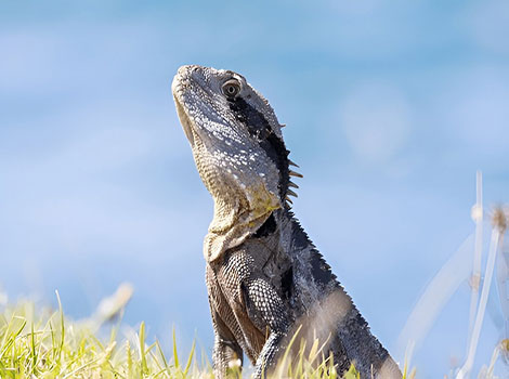 Eastern water dragon swimming and semi-aquatic habitat