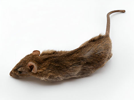 Eastern woodrat collecting sticks and constructing its nest