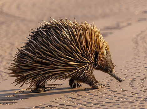 Echidna spines and burrowing defense