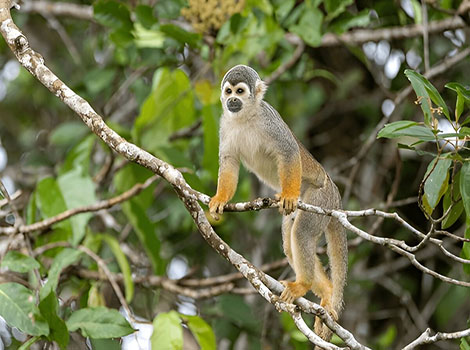 Ecuadorian squirrel monkey jumping between rainforest branches