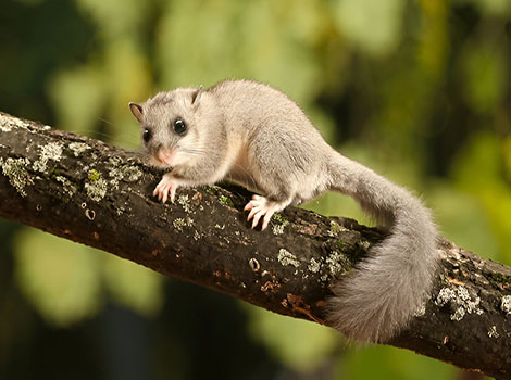 Edible dormouse in deep hibernation with curled body