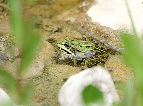 Edible frog hybrid species and aquatic habitat