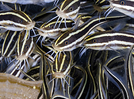 Eel Catfish with striped body in a marine habitat