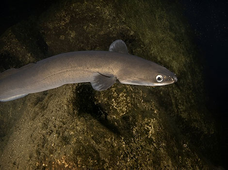A European Eel (Anguilla anguilla) swimming through murky freshwater.