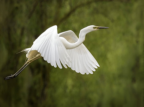 Egret long legs and fishing technique