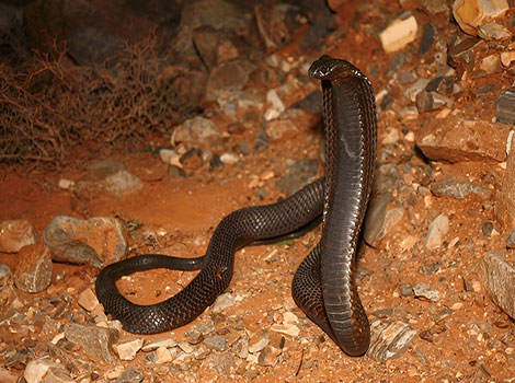 Egyptian cobra hood display and venomous fangs