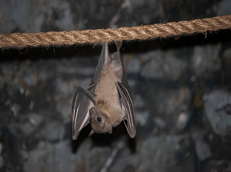Egyptian fruit bat hanging upside down and roosting in a cave