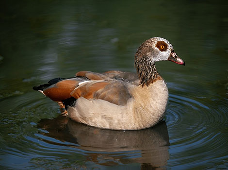 Egyptian goose plumage and habitat near water