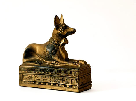 Egyptian Jackal slender build and pointed ears