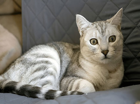 Egyptian Mau natural spots and sleek body