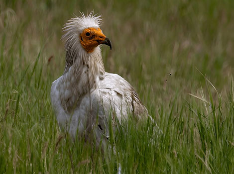 Egyptian vulture white feathers and yellow face