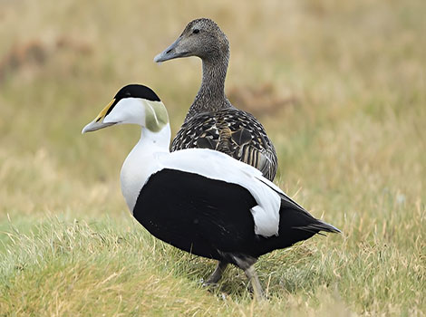 Eider sea duck and cold-water adaptation