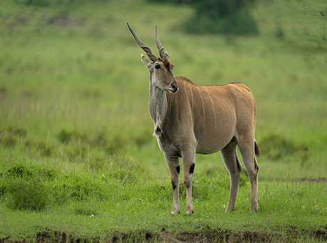 Eland size and spiral horns