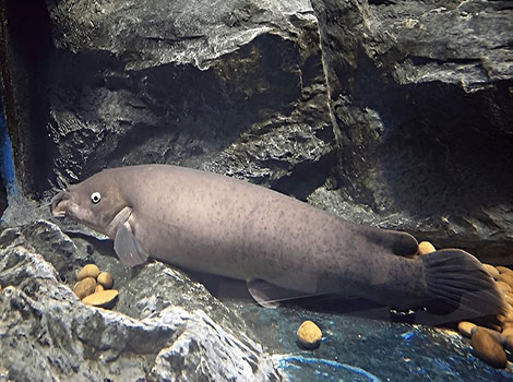 Electric Catfish swimming in an African river