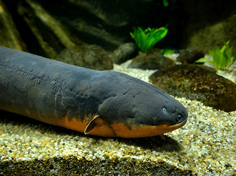 Electric Eel generating electric discharges in water