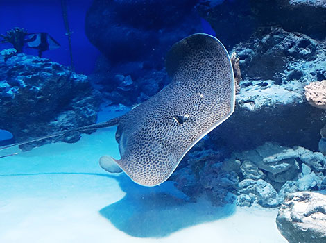 Electric Ray with flattened body on sandy seabed