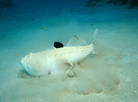 Electric Stargazer with eyes positioned upwards