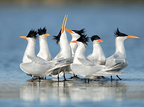 Elegant tern coastal habitat and long orange bill