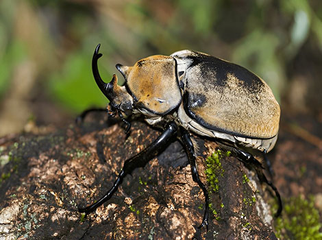 Elephant Beetle with dark exoskeleton and horn