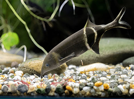 Elephant Fish with elongated nose in dark waters