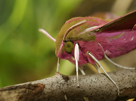 Elephant Hawk Moth resting on a leaf