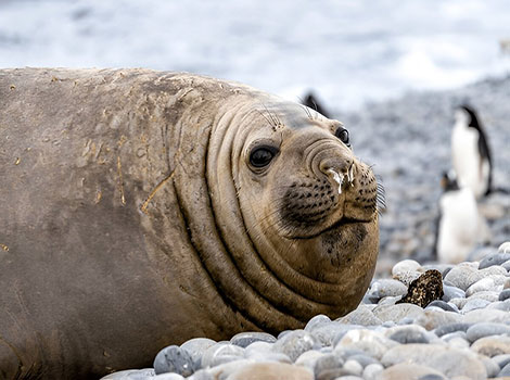 Elephant seal dominance and harem behavior