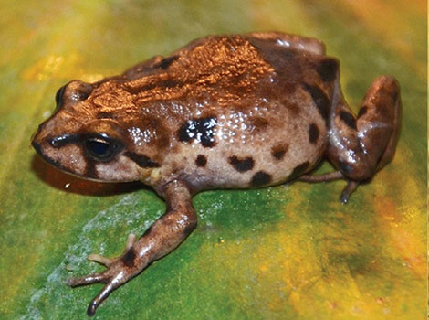Elf frog tiny size and high-altitude habitat