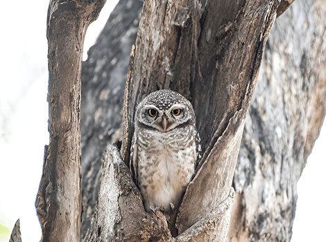 Elf owl smallest owl species and nocturnal habits