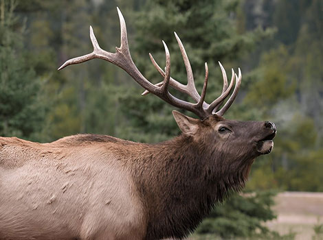 Elk antlers and mating season behavior