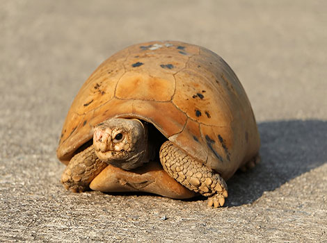 Elongate tortoise shell and forest habitat adaptation