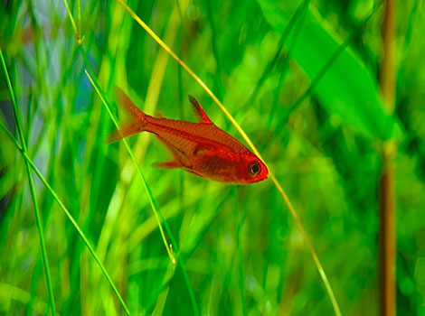 Ember Tetra swimming with vibrant orange coloration