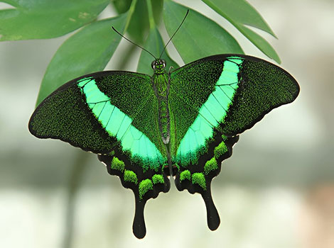 Emerald Swallowtail Butterfly perched with open wings