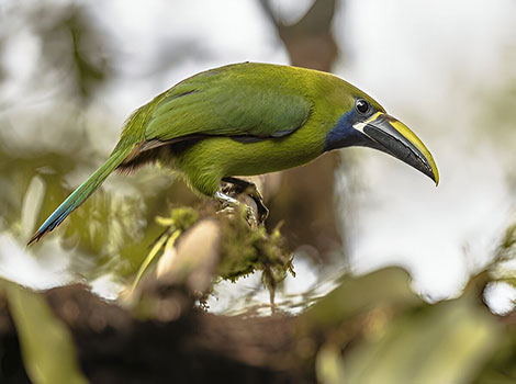 Emerald Toucanet with large colorful bill and green body