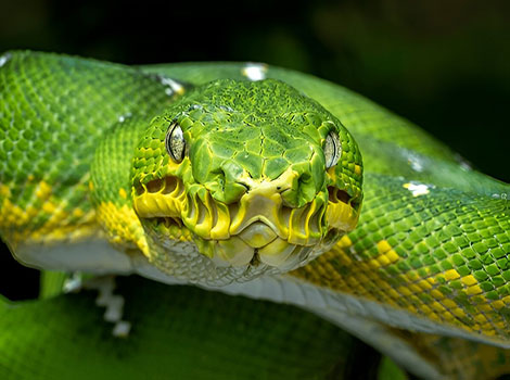 Emerald tree boa green coloration and arboreal lifestyle