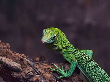 Emerald tree monitor climbing and prehensile tail