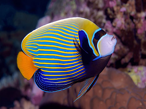 Emperor Angelfish swimming near coral reef
