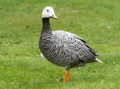Emperor goose blue-gray plumage and pink bill