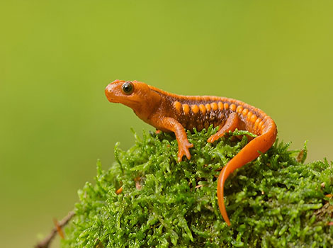 Emperor newt toxic secretions and mountain habitat