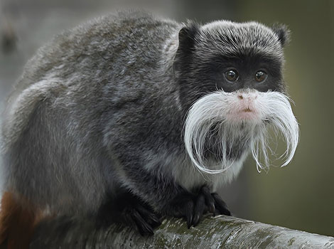 Emperor Tamarin white mustache and small size