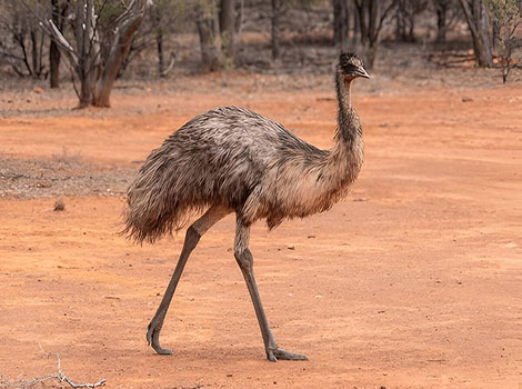 Emu powerful legs and running speed