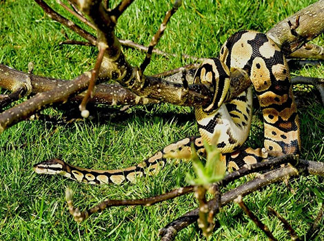 Enchi Ball Python coiled with distinct golden markings
