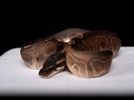 Enchi ball python golden morph and pattern