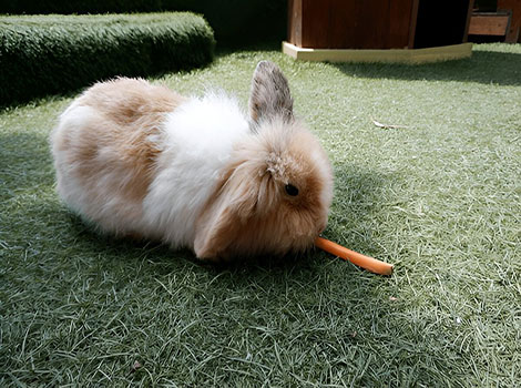 English Angora Rabbit long wool and grooming need