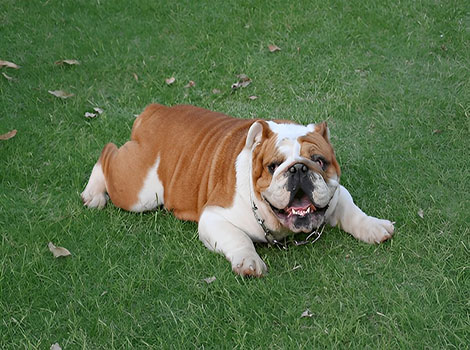 English Bulldog short snout and stocky build