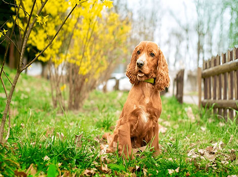English Cocker Spaniel silky fur and floppy ears