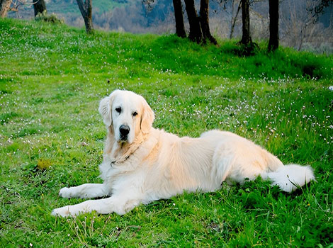 English Cream Golden Retriever cream coat and friendly expression