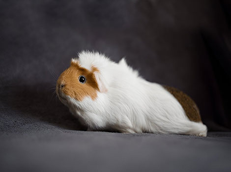 English Crested Guinea Pig distinctive crown